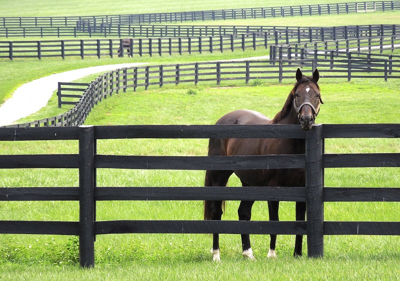 Horse Fences