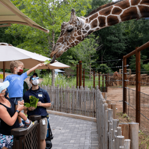 Chamblee Fence Atlanta Zoo